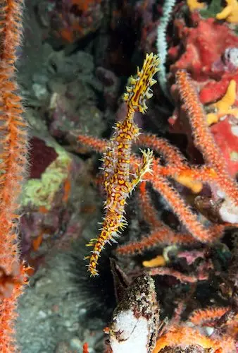 Mergui Archipelago