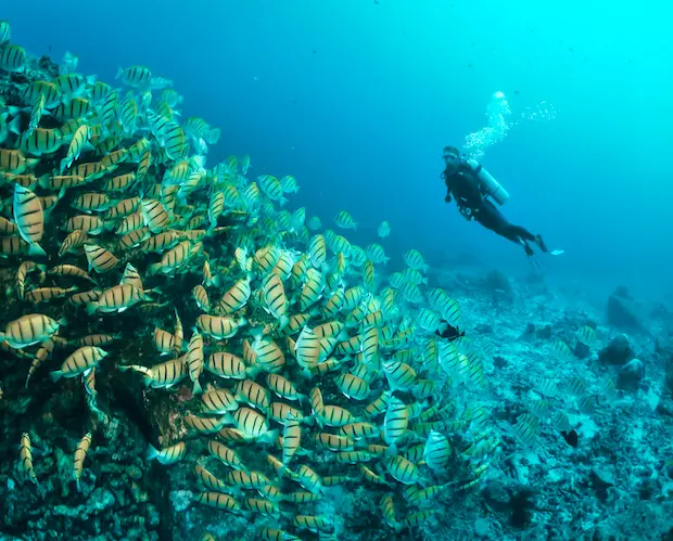 Similan Islands, Surin Islands & Richelieu Rock