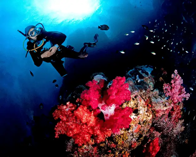 Hin Muang - Hin Daeng - Koh Haa