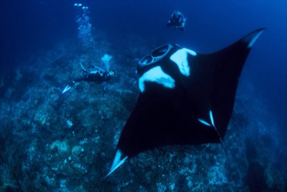 plongee hin daeng hin muang thailande raie manta