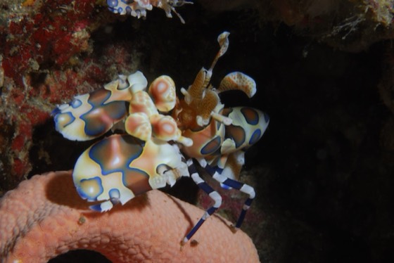 plongee thailande richelieu rock crevette arlequin