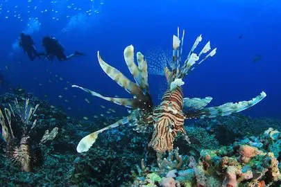 Diving in Myanmar