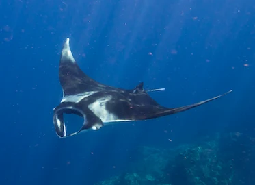 Diving in Myanmar