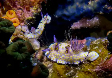 Diving in Myanmar