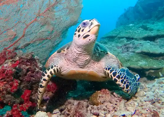 Promo crucero de buceo Tailandia