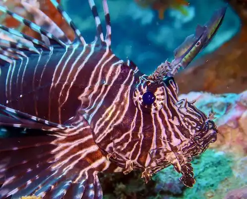 Promo buceo Tailandia