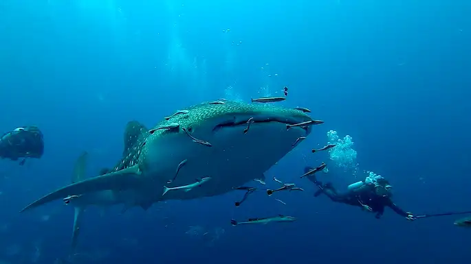 Andaman Safari liveaboard: eight days from south to north