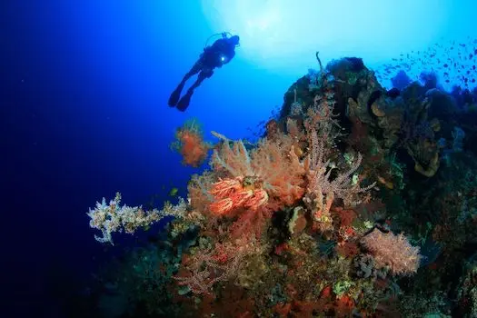 Buceo Hin Daeng Hin Muang