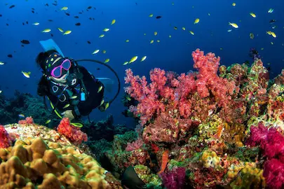 Diving in the Similan Islands