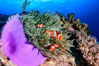 Diving in the Similan Islands