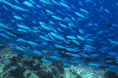 Diving in the Similan Islands