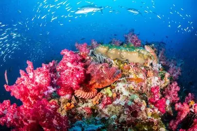 Buceo en las islas del Sur