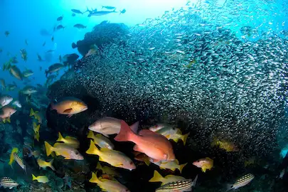 Diving at Richelieu Rock