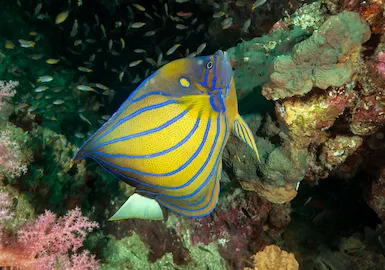 Diving in the Surin Islands