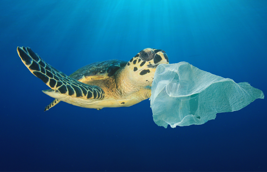 In Thailand, the fight against plastic continues to save its blue ...