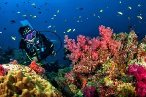 Diving Surin Richelieu Rock - Best Dive Sites in Thailand