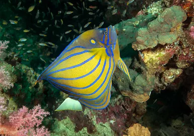 Diving Surin Richelieu Rock from Khao Lak - Top dive sites from Thailand