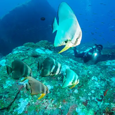 Last minute Discount diving Similan Islands