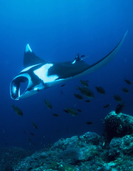 Dive with mantas in the Similan Islands from Khao Lak or Phuket